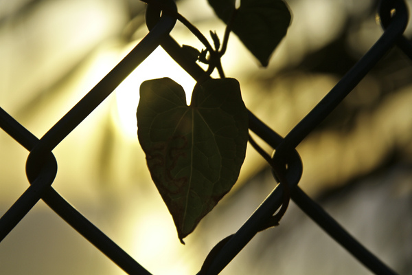 Love Heart, Leaf, Sunset